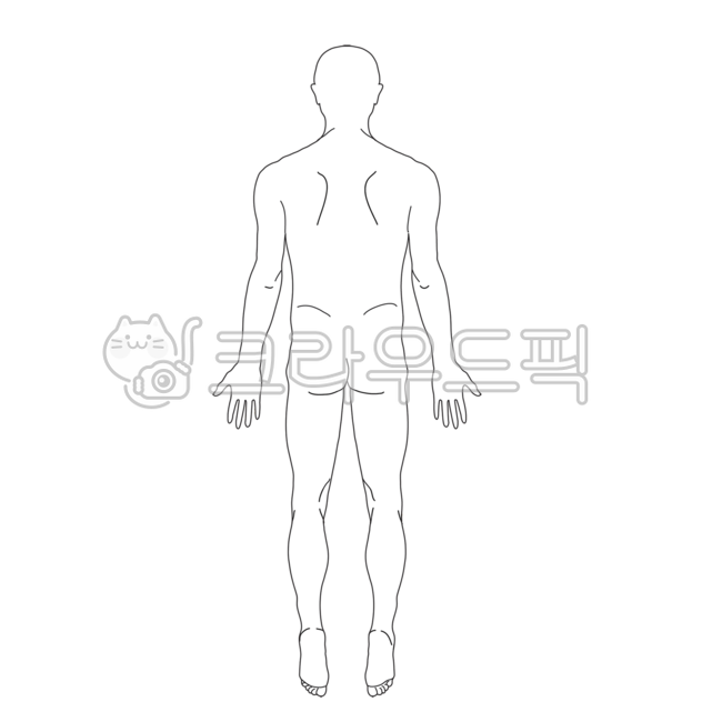 human anatomy diagram,anatomy,person,Medical illustration,man,body,medicalillustration,wholebody
