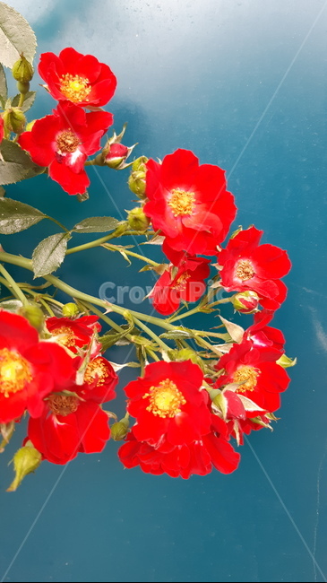 geranium,blossom,제라늄,flower,꽃,plant,식물,화분,pollen,빨간색,빨간색꽃,감성,감성사진,분위기,자연,꽃밭