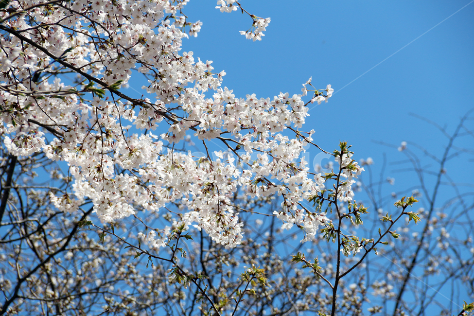 벚꽃,사쿠라,cherryblossom,봄,꽃,봄꽃,자연,봄,계절,spring,season,식물,자연,plants,nature,꽃,flower,plant,blossom