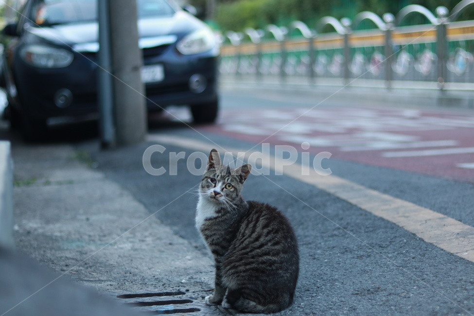 고양이,길냥이,길거리,유기묘,반려묘