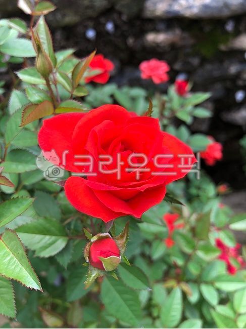 rose tree,rose Festival,red rose,plant,Rose,rose,flower