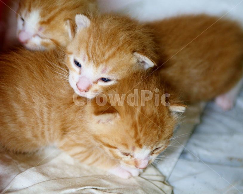 고양이,짐승,애완용,들고양이,새끼,고양이새끼,쌍둥이,가족,동물,animal,포유류,mammal,고양이,cat,kitten,kitty