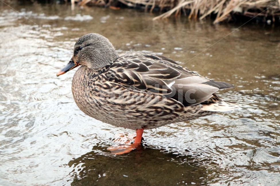 동물,오리,배경,duck,새,조류,동물,animal,조류,새,birds