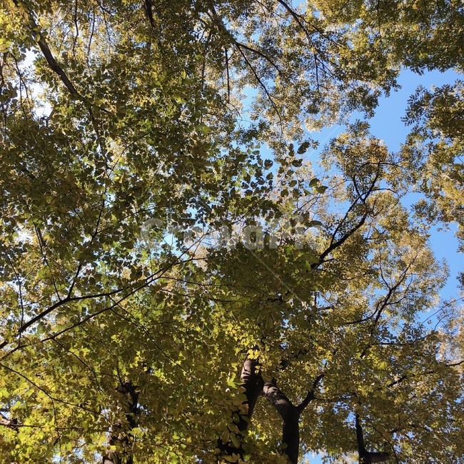 나무,하늘,초록색,tree,sky,green,풍경,자연,자연,풍경,nature,landscape,plant,식물,tree trunk,나무 줄기