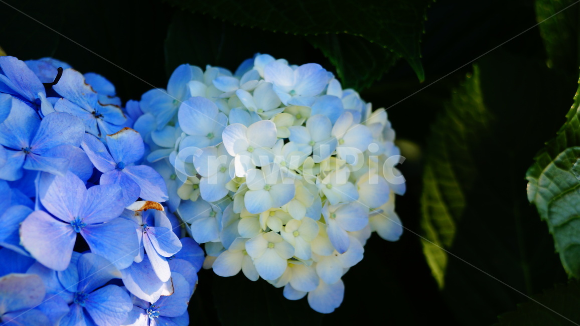 수국,수국꽃,꽃,꽃길,식물,식물,자연,plants,nature,꽃,flower