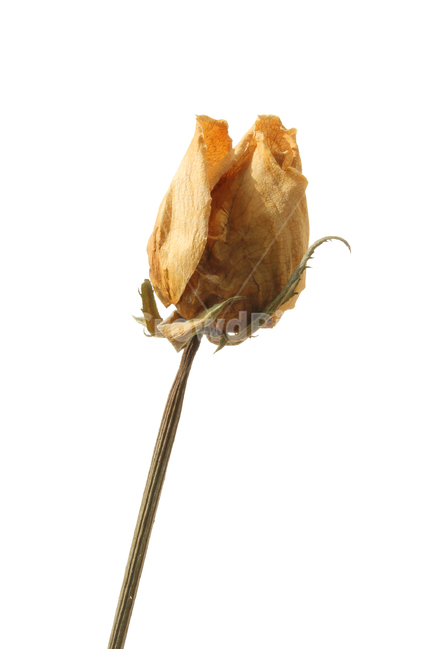 꽃,장미,로즈,장미꽃,플라워,드라이,드라이플라워,말린,말려놓은,마른,노란색,노랑,옐로우,말린장미,식물,자연,flower,dry,dried,dryflower,yellow,green,rose,줄기,dryrose,plant,nature,꽃봉우리,봉우리,흰배경,꽃,flower,누끼,remove background