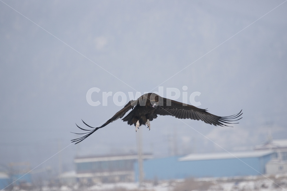 독수리,천연기념물,조류,철새,비행,동물,animal,조류,새,birds
