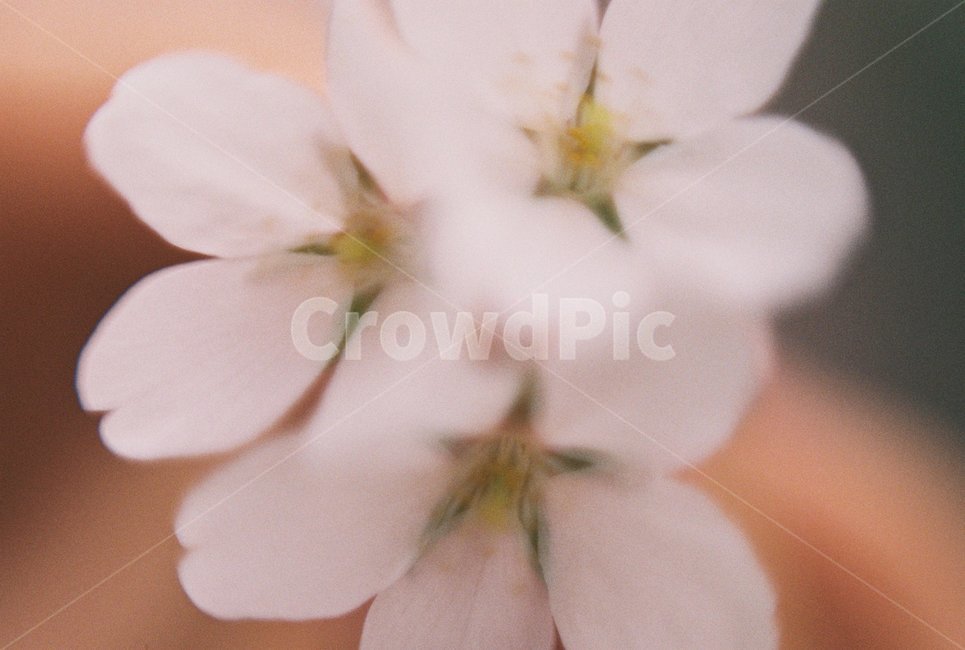 벚꽃,꽃,봄꽃,흰벚꽃,사쿠라,필름사진,봄,계절,spring,season,식물,자연,plants,nature,꽃,flower,감성,sensible,feeling,blossom,geranium,제라늄,plant