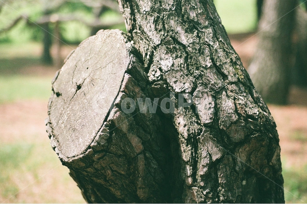 식물,나무,소나무,초록,자연,식물,자연,plants,nature,나무,trees,wood