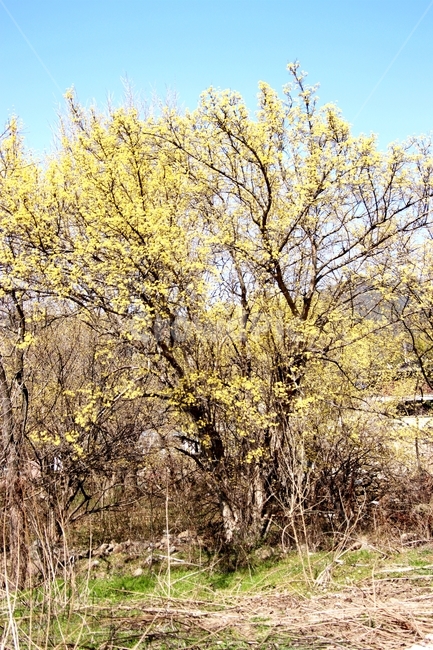 나무,꽃,산수유,봄,노란색,봄,계절,spring,season,자연,풍경,nature,landscape,tree,plant,식물