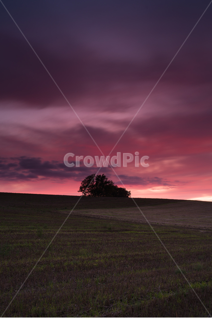 홋카이도,비에이,나무,풍경,자연,hokkaido,biei,tree,scenary,landscape,nature,일몰,sunset,field,들,석양