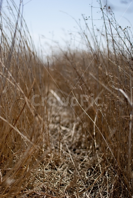 갈대,갈대길,느낌,photo,여행,길,향수,추억,식물,자연,plants,nature