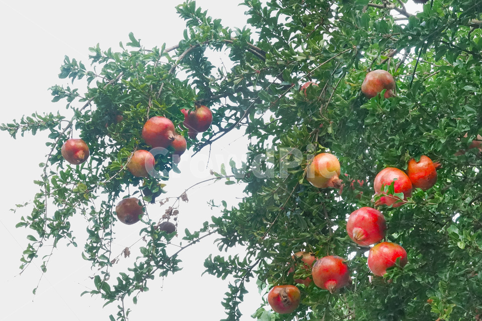 식물,석류,열매,과일,가을,과일,열매,fruit