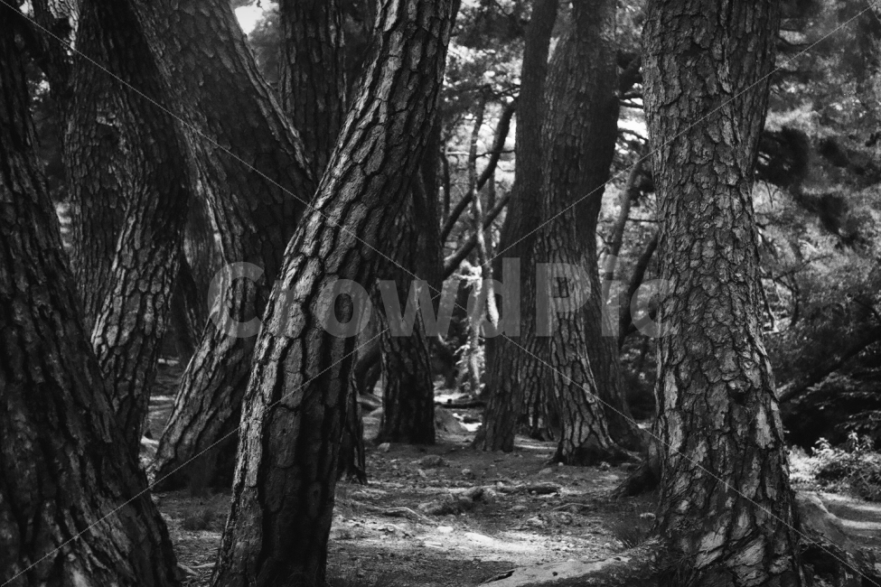 경주남산,소나무,소나무숲,숲,침엽수,흑백사진,자연,풍경,nature,landscape,흑백,모노톤,monochrome,black and white,tree,나무,plant,식물,tree trunk,나무 줄기