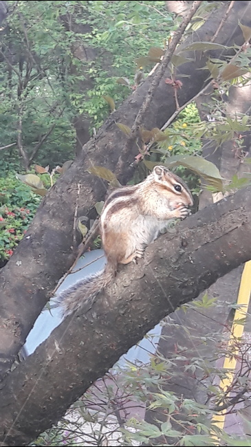 다람쥐,나무,푸른,귀여운,동물,동물,animal,포유류,mammal