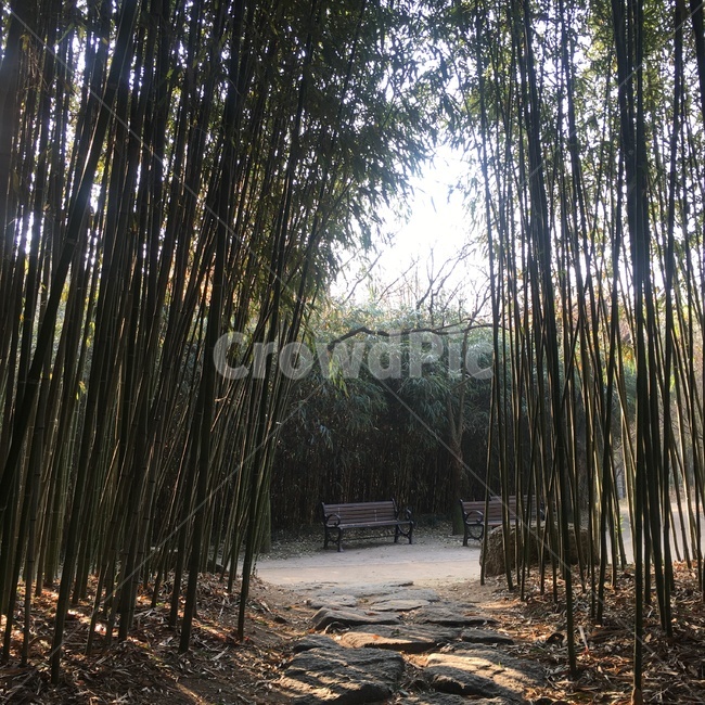 나무,겨울,가을,의자,winter,자연,풍경,nature,landscape,식물,plants,나무,trees,wood,휴식,힐링,rest,relaxation,healing,plant