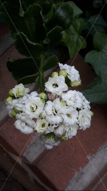 꽃,봄,안산,공원,아름다움,식물,자연,plants,nature,꽃,flower
