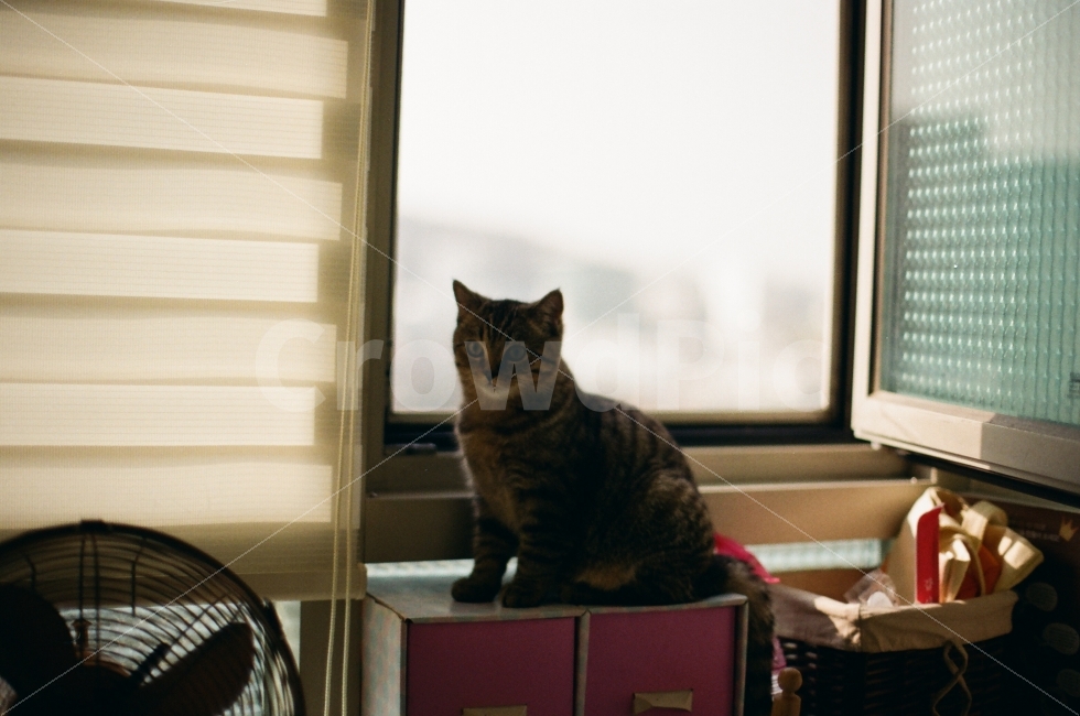 고양이,집,필름사진,동물,애완동물,동물,animal,포유류,mammal,고양이,cat,kitten,kitty,감성,sensible,feeling