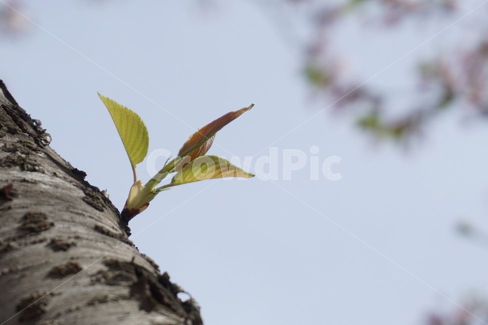 봄,벚꽃나무,새순,하늘,맑은,4월,봄,계절,spring,season,식물,자연,plants,nature,plant,leaf,잎