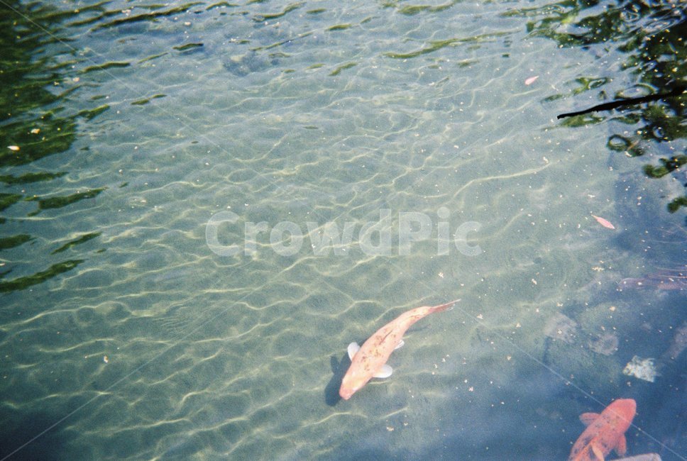 동물,물고기,연못,잉어,fish,여름,생선,animal