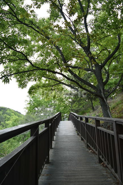 공원,산책,나무,다리,푸름,나무다리,풀,녹색