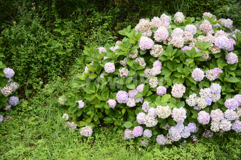 수국,여름,꽃,핑크,나무,풀,식물,자연,plants,nature,꽃,flower