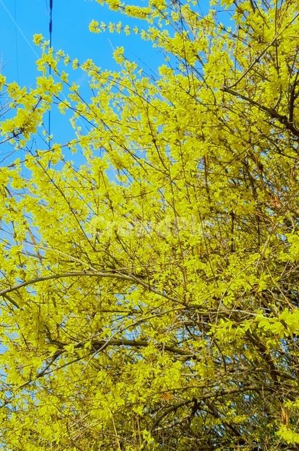개나리,푸른하늘,꽃나무,노란색,하늘꽃,식물,자연,plants,nature,꽃,flower