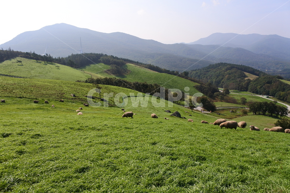 nature,자연,outdoors,animal,동물,field,들,목초지,양,산업,industry,industrial,목축업,목장,livestock farming,ranching,pasture