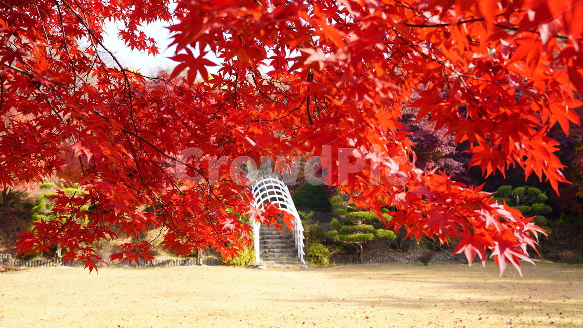 단풍,가을,정원,빨강,햇살,가을,계절,fall,autumn,season,식물,자연,plants,nature,leaf,잎,plant,tree,나무,maple