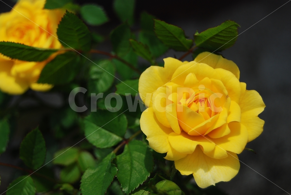 꽃,장미,노란장미,꽃잎,만개,노란색,식물,자연,plants,nature,꽃,flower