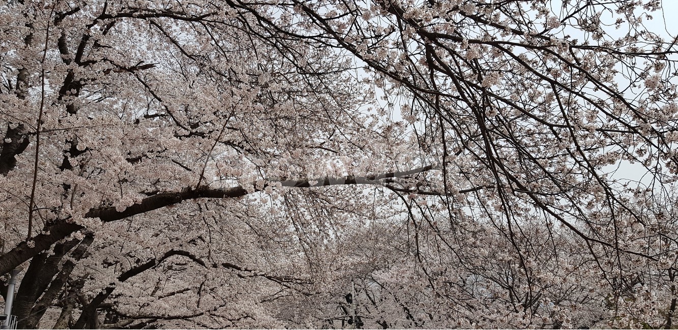 경화역,진해,벚꽃,군항제,봄,봄,계절,spring,season,자연,풍경,nature,landscape,식물,plants,나무,trees,wood,plant,blossom,꽃,flower,cherry blossom