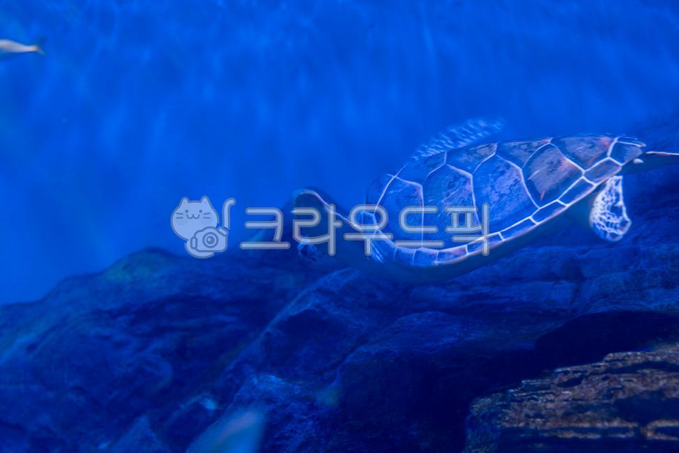 Turtle,turtle,sealife,Biology,reptile,aquarium,swimming,blue,animal,sea creatures,swim,marine life