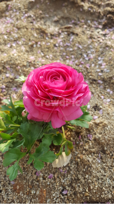 꽃,식물,근접,봄,flower