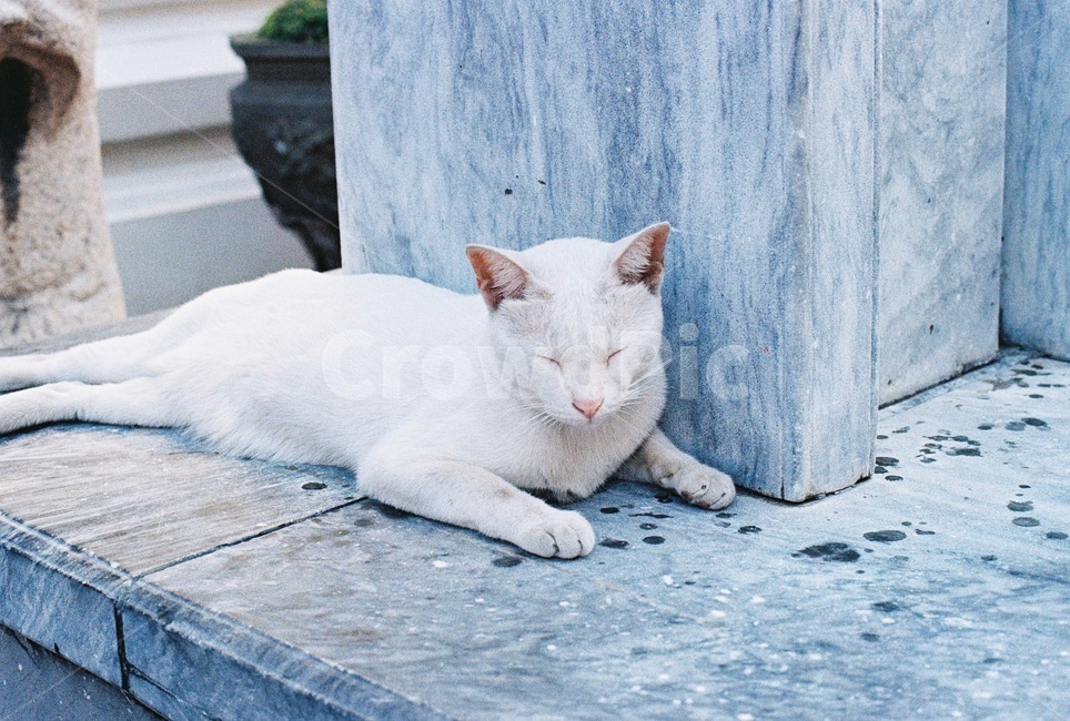 고양이,길냥이,cat,낮잠,따스한,나른한,오후,잠,sleepy,졸음,nap,동물,animal,숙면,kitten,낮,warm,cozy,pet,애완동물,동물,animal,포유류,mammal,고양이,cat,kitten,kitty