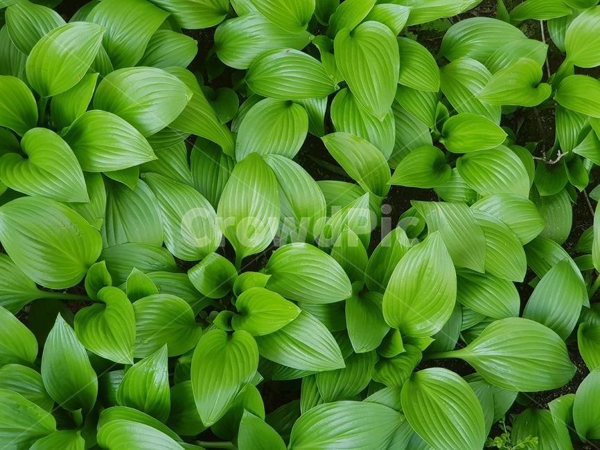 풀,자연,초록,배경,식물,푸릇푸릇,식물,자연,plants,nature