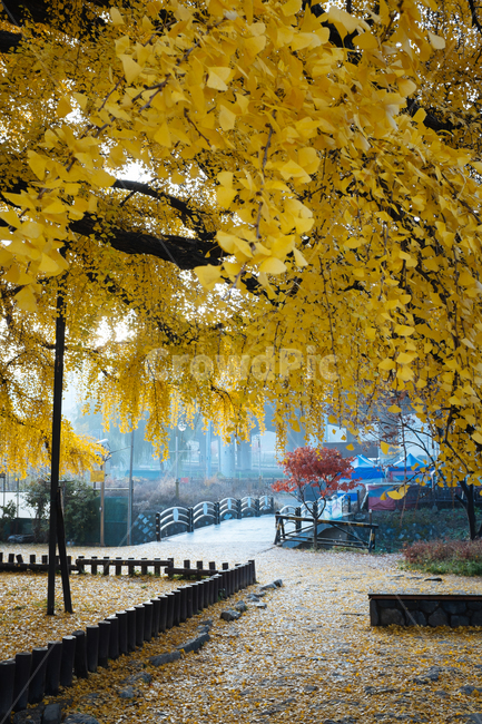 은행나무,고목,가을나무,은행잎,거목,가을,계절,fall,autumn,season,tree,나무,plant,식물