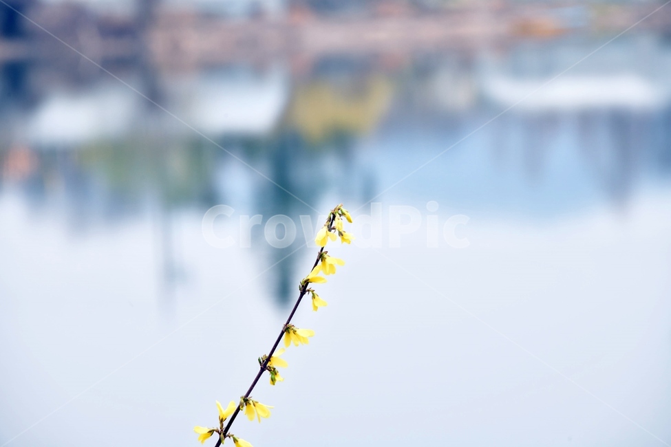 식물,plant,봄,새싹,강,호수,푸름,녹색,옥외,자연,nature,outdoors