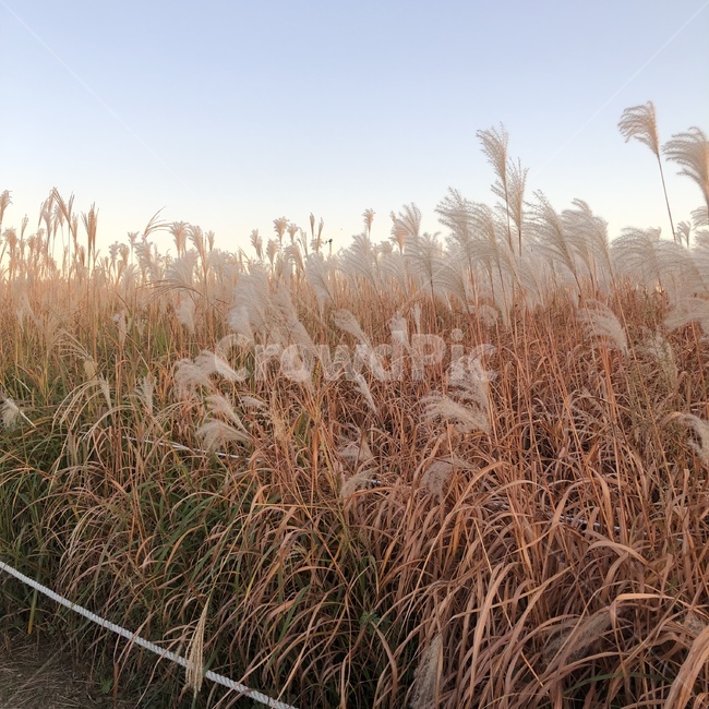 억새,가을,따뜻함,무르익음,공원,가을,계절,fall,autumn,season,식물,자연,plants,nature,grass,잔디,plant,lawn,reed,갈대