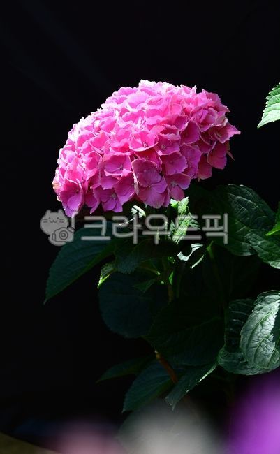 수국,수국꽃,분홍수국,여름꽃,수국정원
