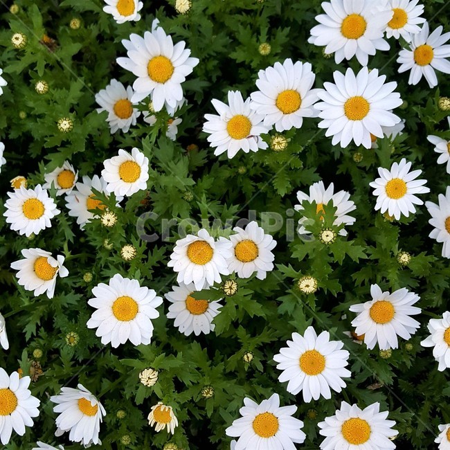 옥스아이,데이지,oxeye,daisy,꽃,화단,자연,원예,조경,flower