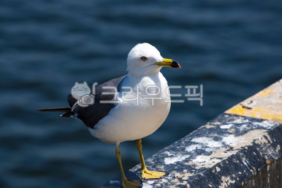 beak,waterside,Incheon,animal nature,sea,outdoor,seagull,beautiful,wings,feathers,beach,bird,animal,webbed feet,landscape,Korea