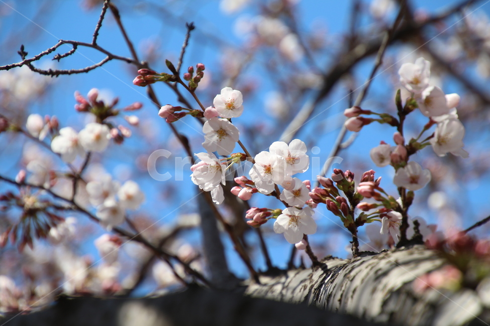 봄,흰색,벗꽃,나무,꽃,봄,계절,spring,season,식물,자연,plants,nature,꽃,flower,plant,blossom