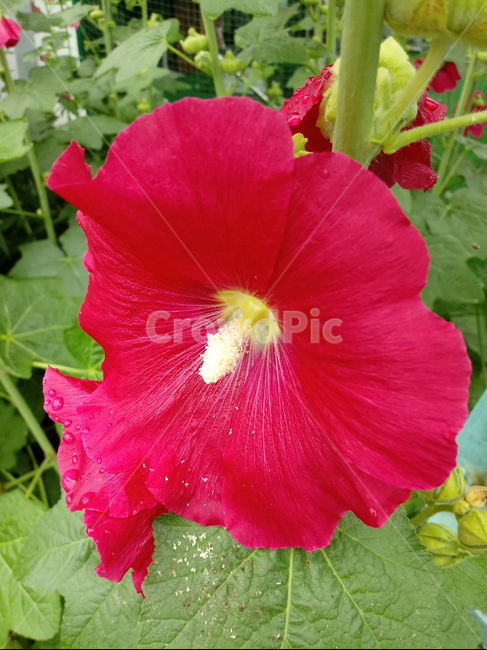 접시꽃,hollyhock,촉규화,덕두화,접중화,촉계화,단오금,황촉화,아욱과