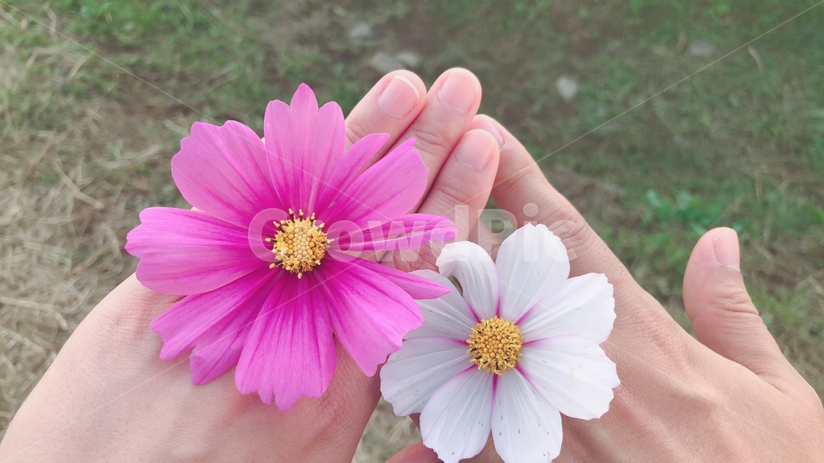 코스모스,꽃,가을,꽃반지,커플