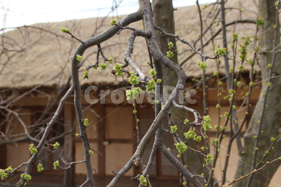 고택,초가집,초가지붕,oldhouse,thatchedhouse,thatchedroof,한국전통,한국문화,korean traditional,korean culture,식물,자연,plants,nature,나무,trees,wood