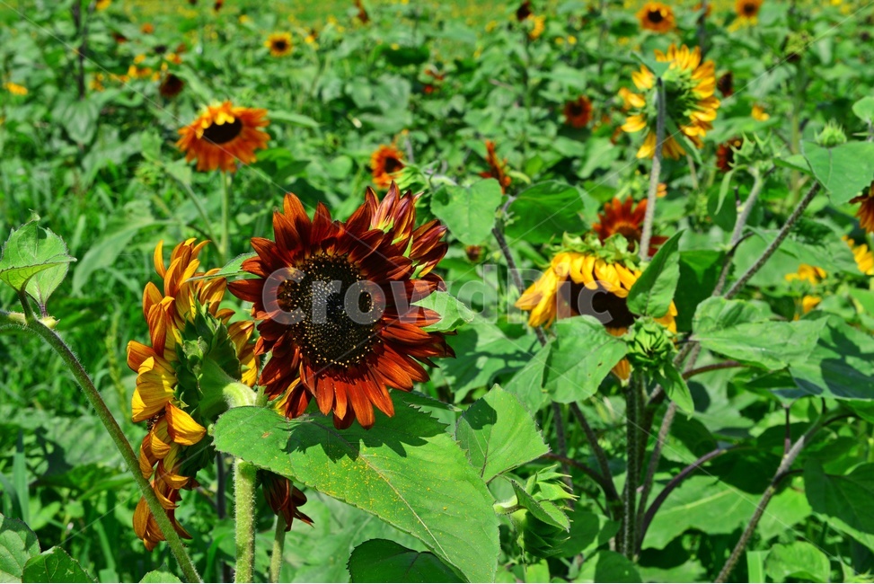plant,식물,flower,blossom,꽃,sunflower,해바라기,날씨,간천지,간척지해바라기밭,해바라기밭,마산해바라기밭