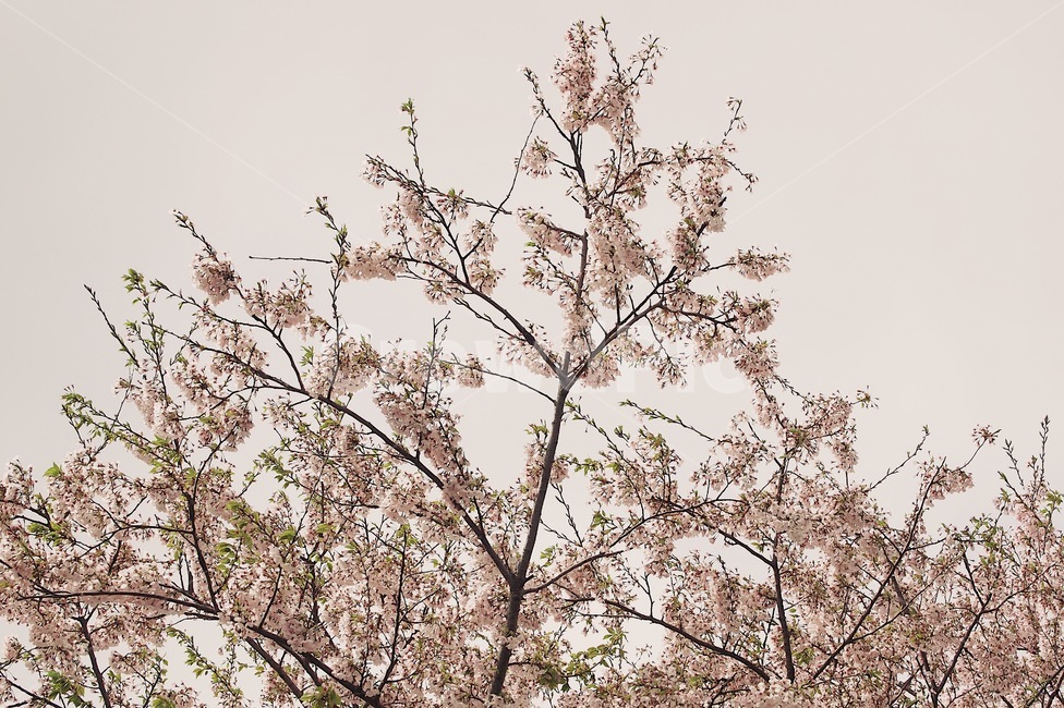 하늘,벚꽃,나무,봄,감성,아름다운,봄,계절,spring,season,식물,자연,plants,nature,꽃,flower,plant,blossom,cherry blossom