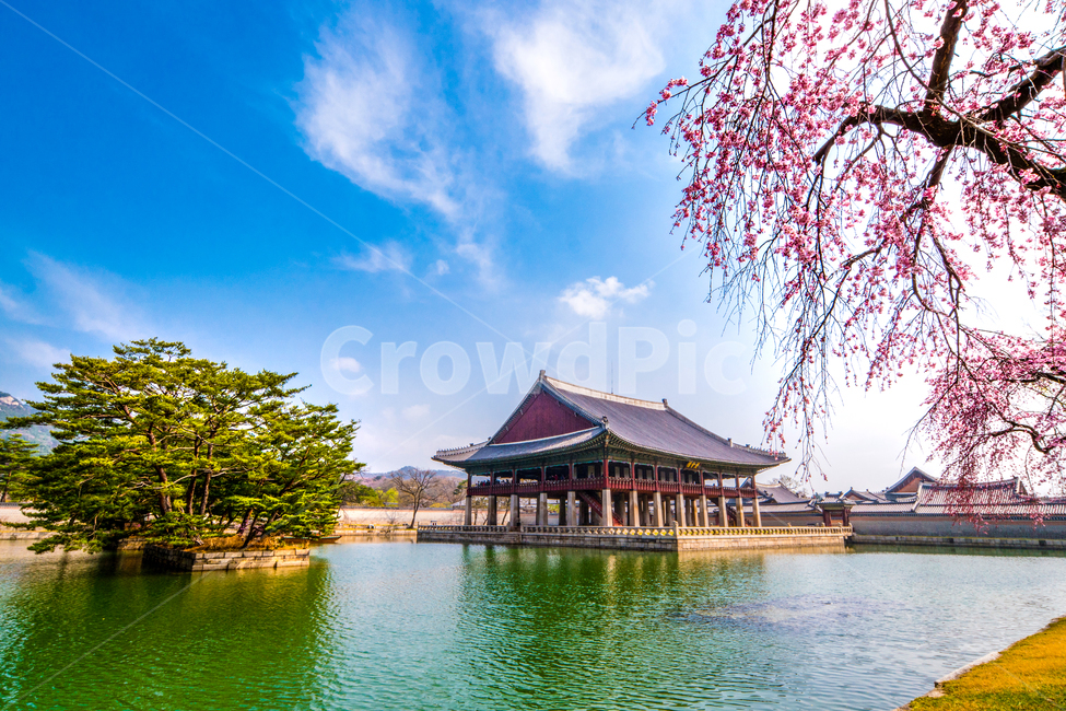 고궁,경복궁,연못,벚꽃,봄,꽃,아름다움,수양벚꽃,경회루,서울,봄,계절,spring,season,한국전통,한국문화,korean traditional,korean culture,랜드마크,landmark,tourist attraction,한국랜드마크,한국관광지,한국명소,korea landmark,korea tourist attraction,건축물,건물외관,exterior,building,structure,architecture,construction