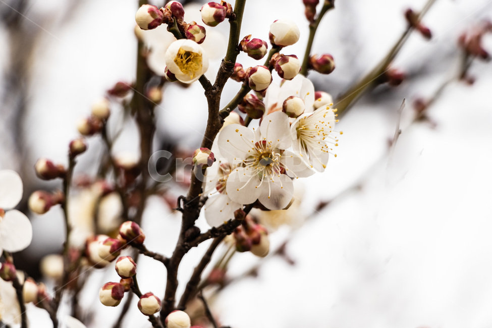 매화,매화꽃,매실꽃,백매화,흰매화,봄,계절,spring,season,식물,자연,plants,nature,꽃,flower,plant