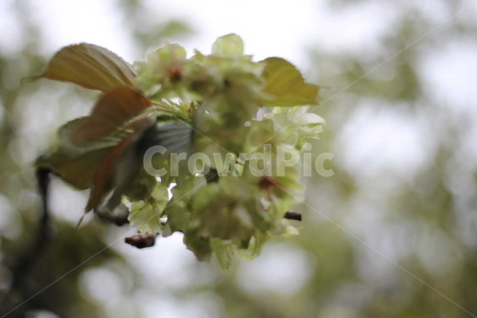 청벚꽃,벚꽃,꽃,봄꽃,겹벚꽃,봄,식물,자연,plants,nature,꽃,flower